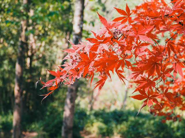 帶爸媽遊仙都|人均500+玩轉山水秘境 這份攻略太省心啦! 帶爸媽遊仙都|人均500+玩轉山水秘境 這份攻略太省心啦!