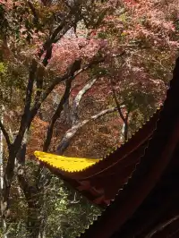 莫干山太美了 好棒完成人生第一次徒步