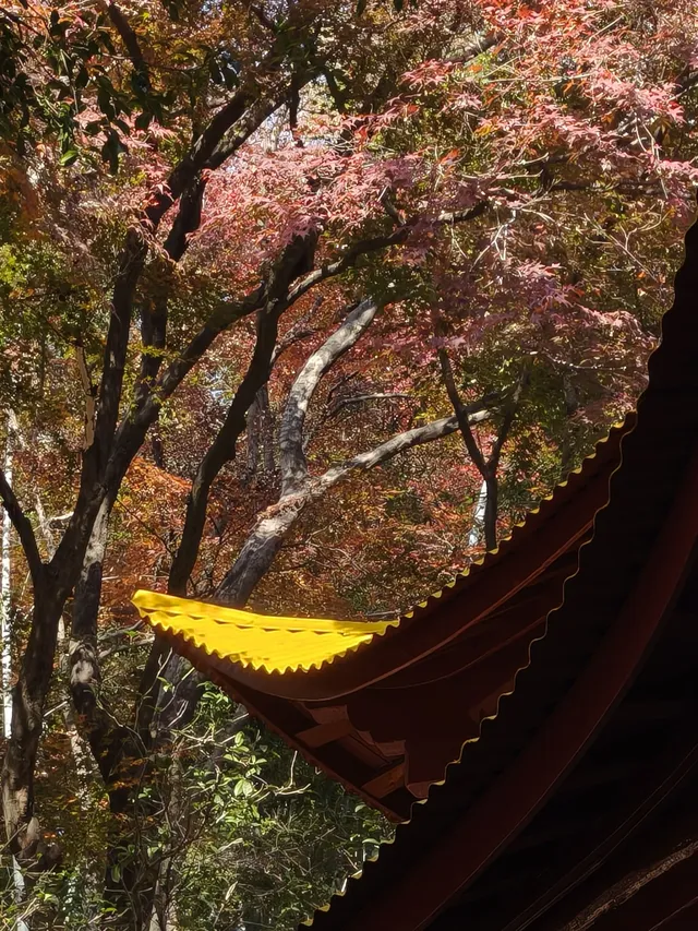 莫干山太美了 好棒完成人生第一次徒步 莫干山太美了 好棒完成人生第一次徒步