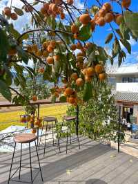 雲南旅行 | 去了沙溪家很出片的咖啡店