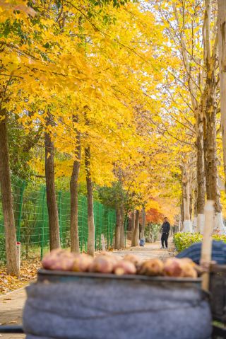 Ginkgo Road, Hefei｜Step into a Real-Life Autumn Fairy Tale