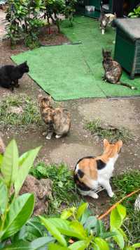 特托爾古城city walk