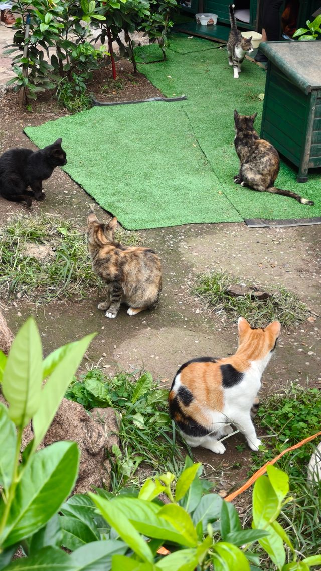 特托爾古城city walk