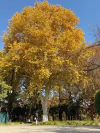 南京古雞鳴寺 | 邂逅千年梵剎的禪意