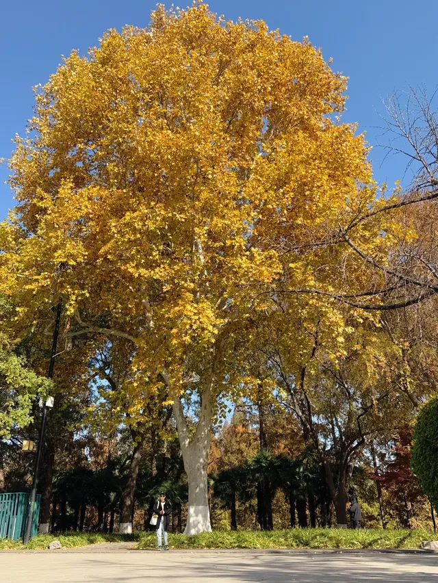 南京古雞鳴寺 | 邂逅千年梵剎的禪意