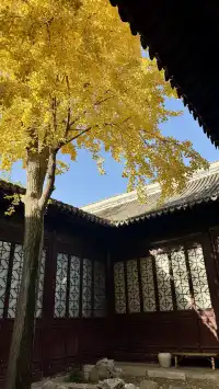 為了一棵樹來了瞻園|全屏感受金陵第一園