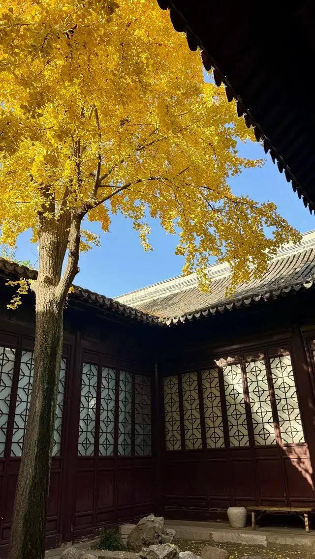 為了一棵樹來了瞻園|全屏感受金陵第一園 為了一棵樹來了瞻園|全屏感受金陵第一園