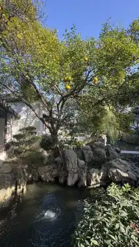 為了一棵樹來了瞻園|全屏感受金陵第一園