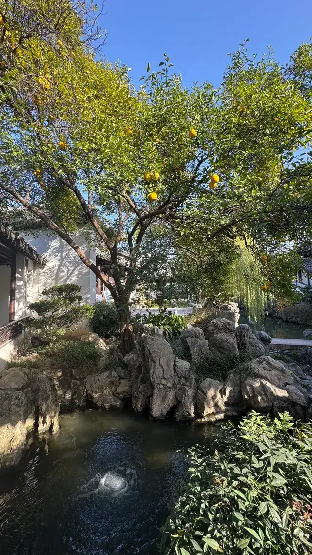 為了一棵樹來了瞻園|全屏感受金陵第一園 為了一棵樹來了瞻園|全屏感受金陵第一園