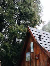 廣佛自駕遊,七星岩落羽杉