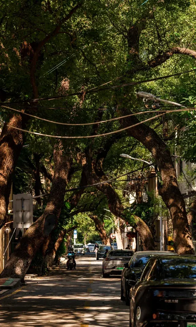 廈門拍照|在陽光鋪滿的信義路看發光的秋天