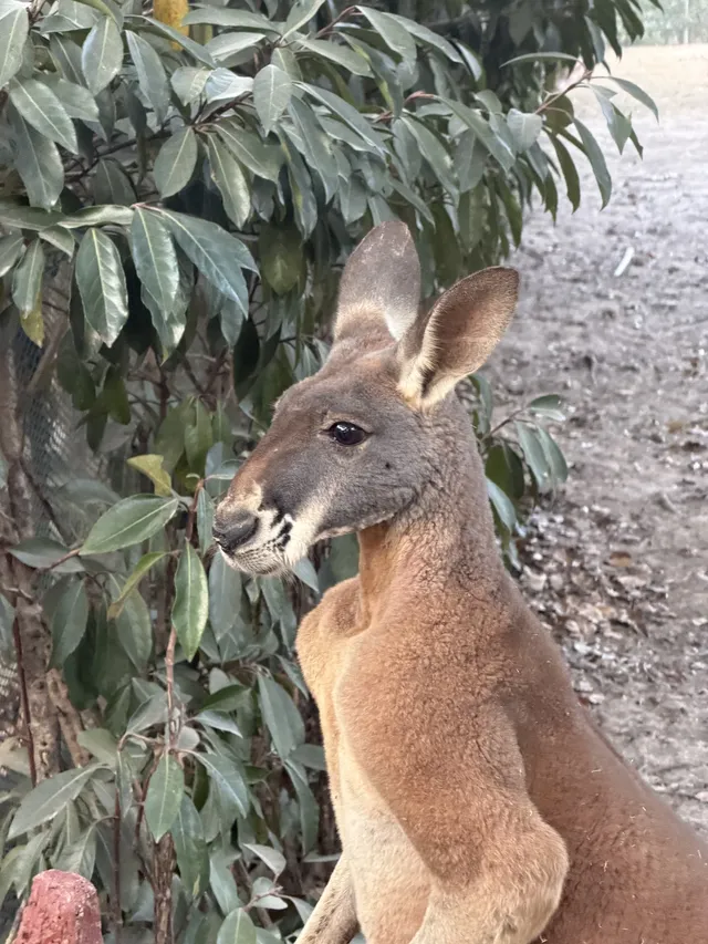 上海野生動物園衝了