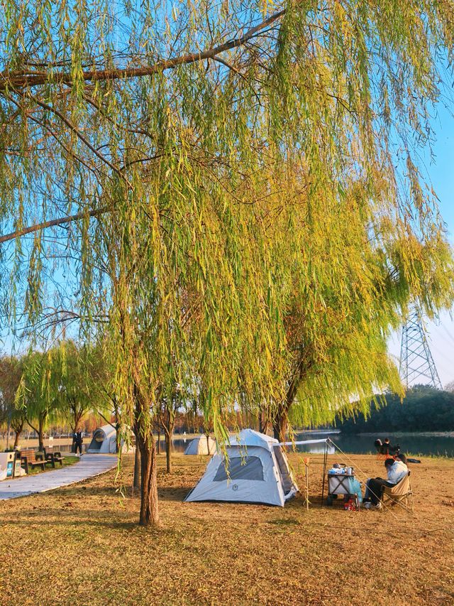 滬上秋韻 | 湖畔金柳,沔青之秋 滬上秋韻 | 湖畔金柳,沔青之秋