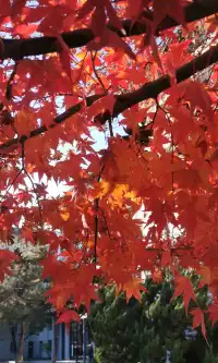 Live全屏打開最美楓葉神樹錯過等明年