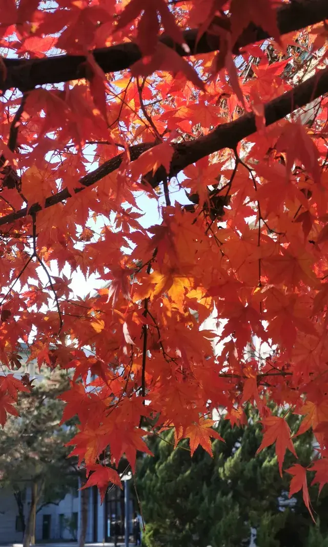 Live全屏打開最美楓葉神樹錯過等明年 Live全屏打開最美楓葉神樹錯過等明年