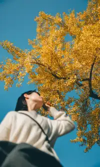 溫州這個古村的百年銀杏已到最佳觀賞期~