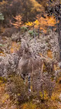 稻城亞丁拍到的各種野生動物