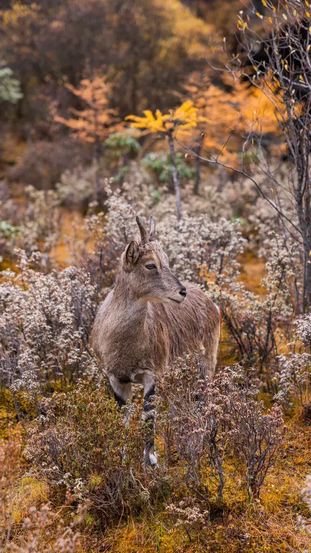 稻城亞丁拍到的各種野生動物 稻城亞丁拍到的各種野生動物