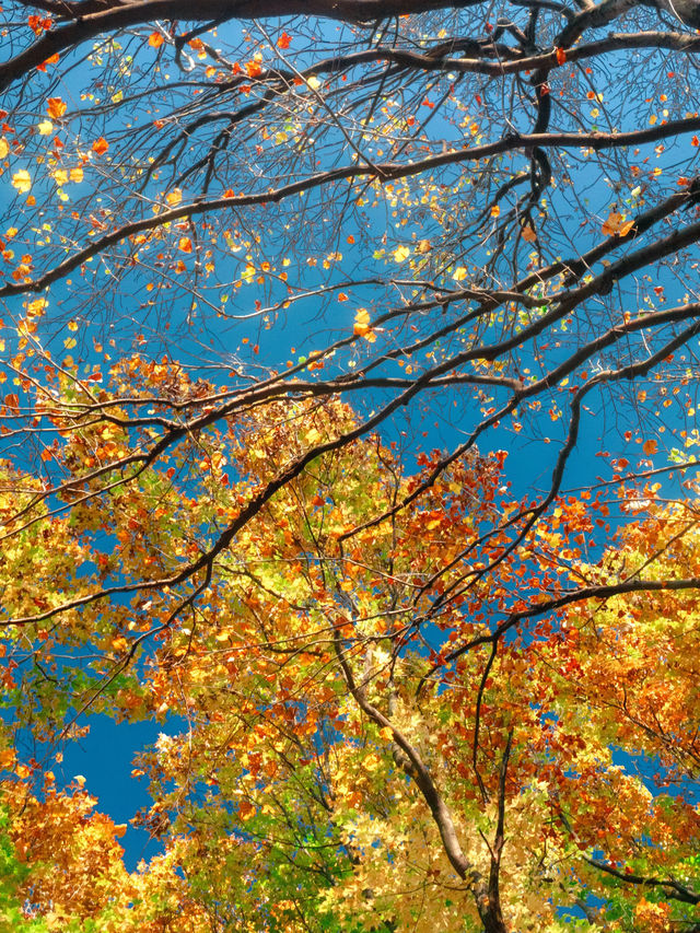 帶上這個以防萬一｜秋天的星星調色教程