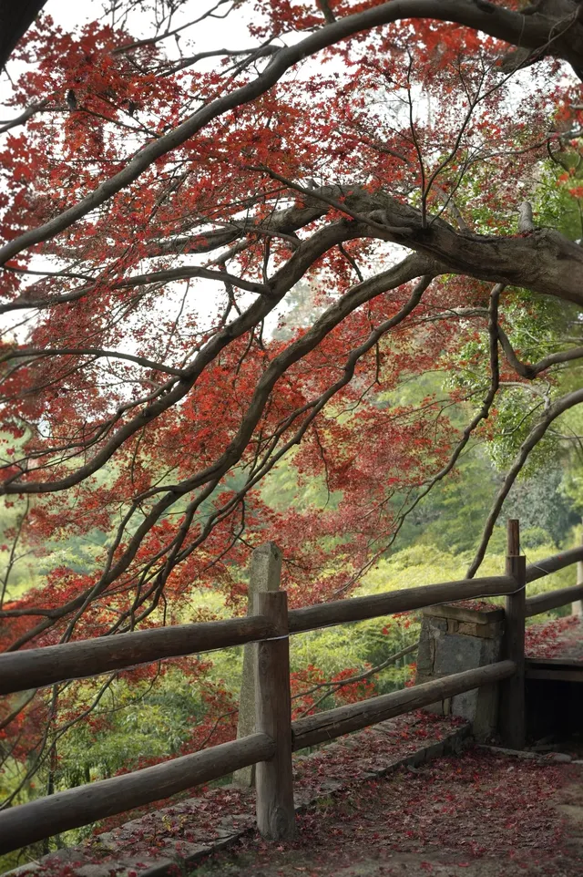 浙江徒步|古堡配紅楓跟風最成功的一次