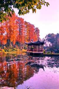 杉舞金虹·武漢植物園初冬畫冊