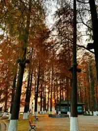 東湖的落羽杉紅了,快衝呀