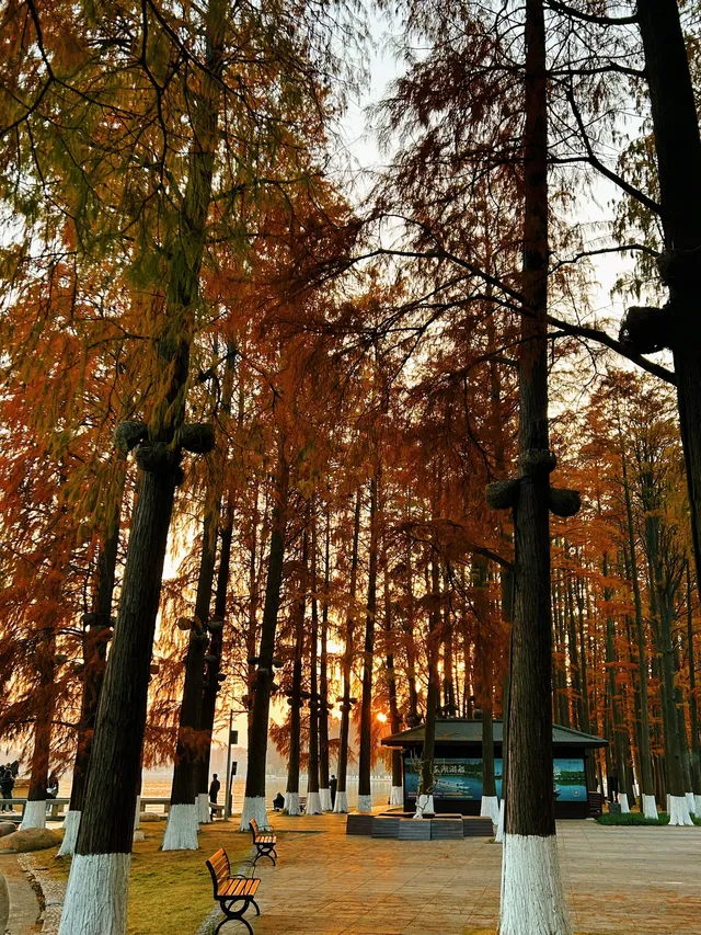 東湖的落羽杉紅了,快衝呀 東湖的落羽杉紅了,快衝呀