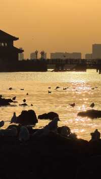 青島老城區賞鷗漫步指南：棧橋、八大峽與信號山的冬日浪漫