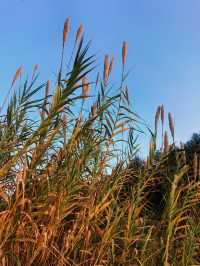 蘆雪搖冬,野趣沔青