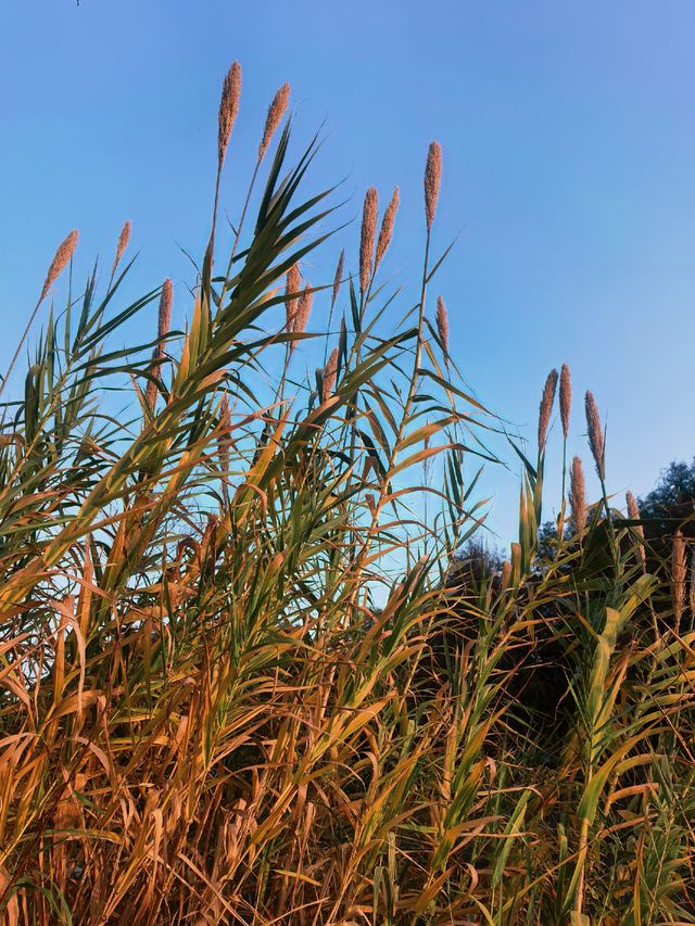 蘆雪搖冬,野趣沔青 蘆雪搖冬,野趣沔青