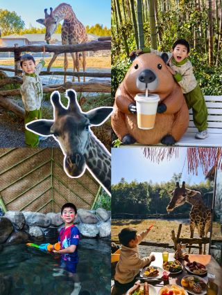 玩不夠！在湖州和長頸鹿貼貼停不下來