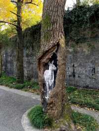 步數登頂的快樂誰懂!南京暴走一天滿是治癒感