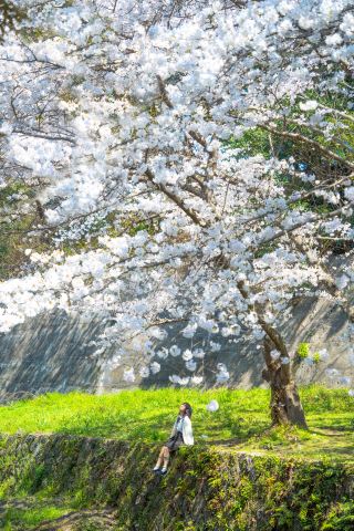 Beyond the usual spots! No more worrying about the crowds during Jeju Island's cherry blossom season!