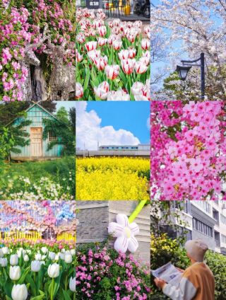 Missing a spring stroll in Hefei means waiting a whole year!