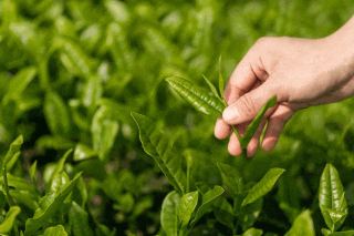 Tháng văn hóa du lịch trà Tông Dương chính thức bắt đầu; một bữa tiệc trà thịnh soạn đang chờ đón bạn vào ngày 29 tháng 3.