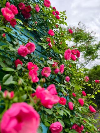 資陽楽至の花海が満開、バラと月季が見頃です