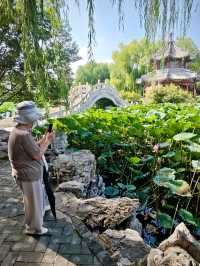 保定美景“蓮漪夏艷”:古蓮花池