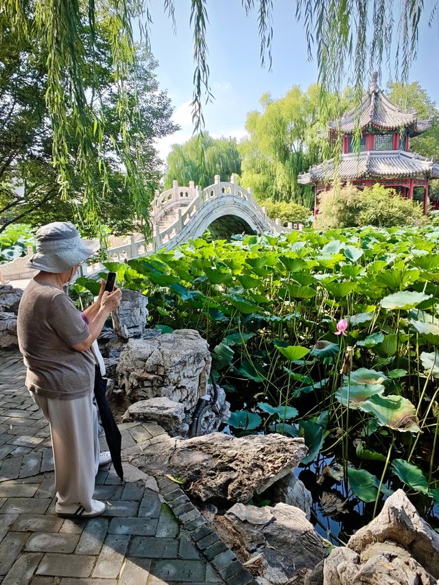 保定美景“蓮漪夏艷”:古蓮花池