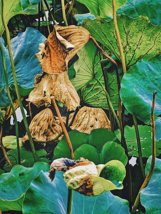 9月的醉白池,沒有荷花,只有滿池「蒼涼」的詩意