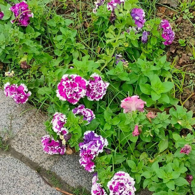 彷彿身在國外-台北玫瑰園
