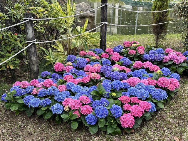 本地遊 | 坐港鐵遊香港 | 青衣站 | 兩個繡球花打卡熱點
