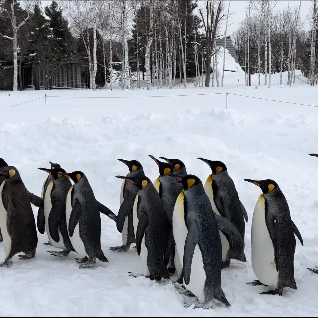 旭山動物園❤️北海道必去景點