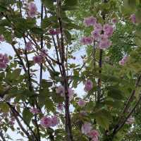 東京賞櫻熱點 - 上野公園