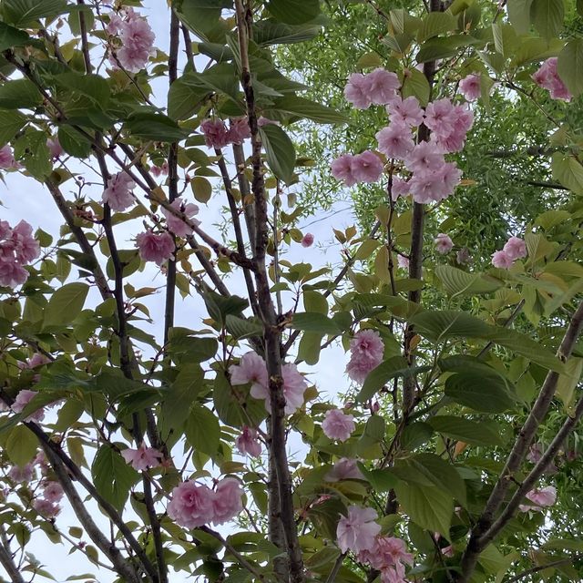 東京賞櫻熱點 - 上野公園
