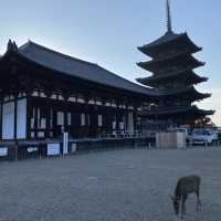 古都・奈良県「興福寺」国宝の五重塔は圧巻です