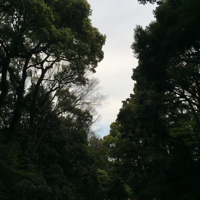 東京市內推薦景點🥰新手必去‼️明治神宮