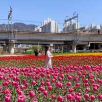 부산 도심에서 즐기는 알록달록 튤립 🌷