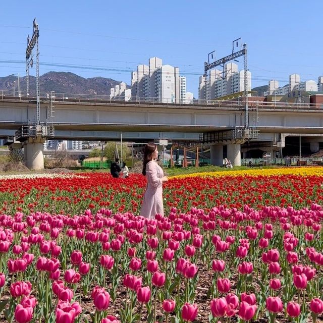 부산 도심에서 즐기는 알록달록 튤립 🌷