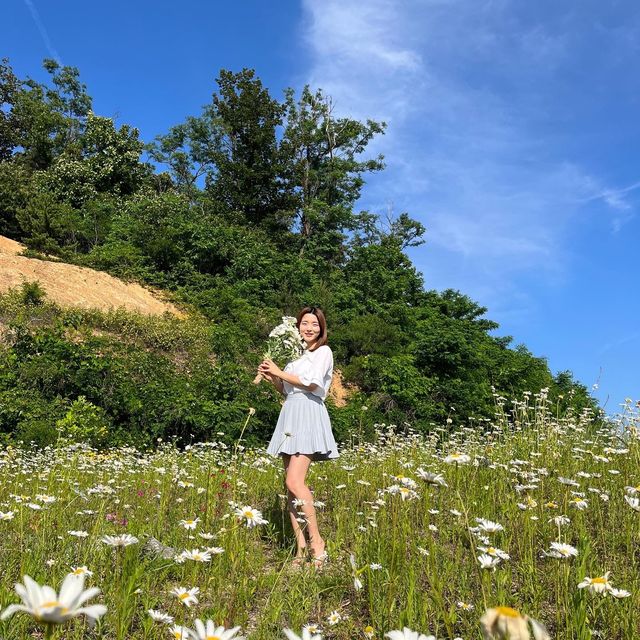 화성에도 생긴 샤스타데이지 꽃밭이 있는 카페! 욕실컨셉의 로얄엑스클럽