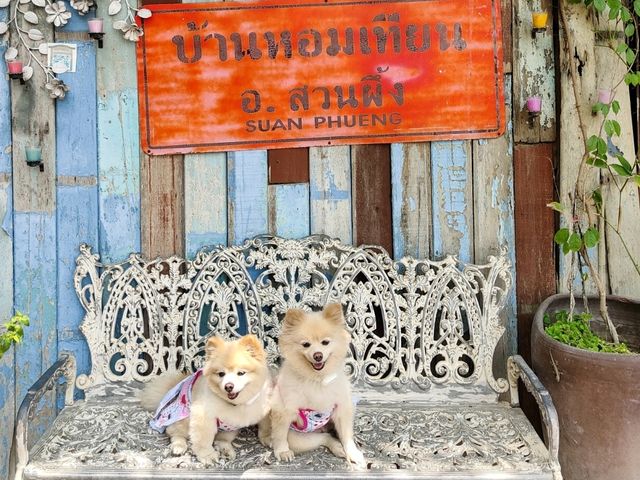 มาสวนผึ้งไม่แวะบ้านหอมเทียนได้อย่างไร "หมาเข้าได้"